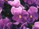 thm_purpleflower.jpg