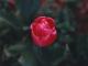 thm_tulip-pink.jpg