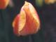 thm_tulip-yellow.jpg