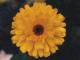 thm_yellow.jpg