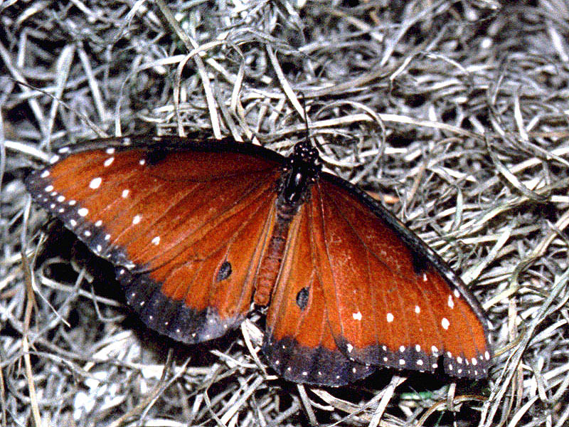Red Butterfly